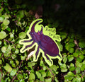 Hard to Kill Rhino Beetle Sticker